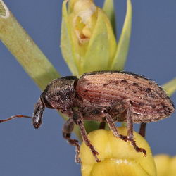 Hypera melancholica